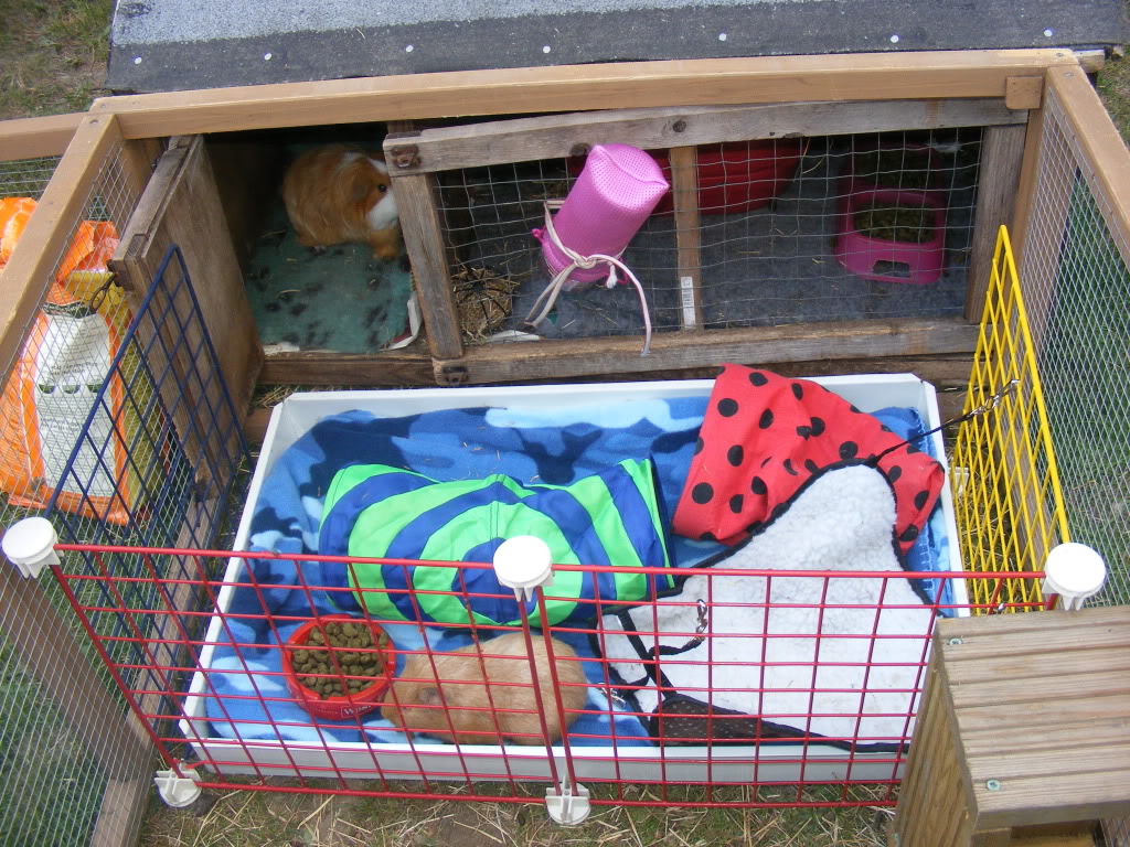 Some photos of my guinea-pigs today Guineapigs065