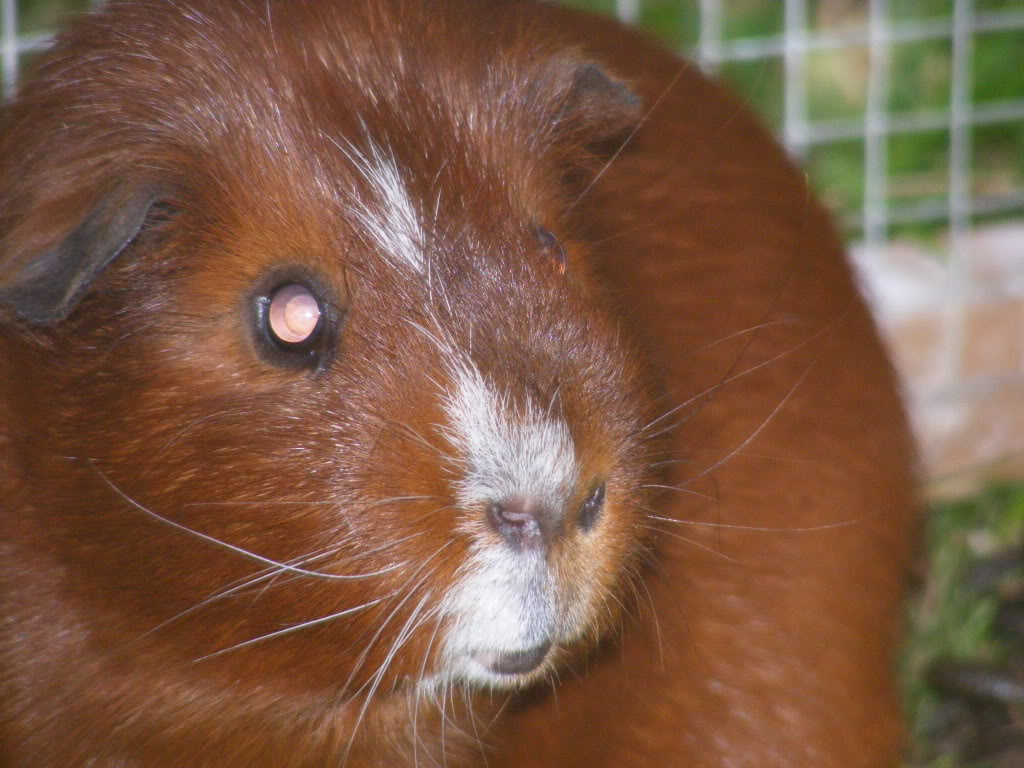 Some photos of my guinea-pigs today Guineapigs068