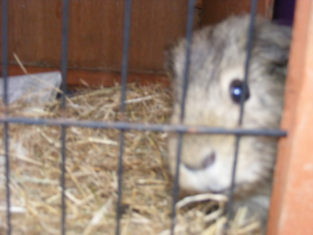 Some photos of my guinea-pigs today Guineapigs070