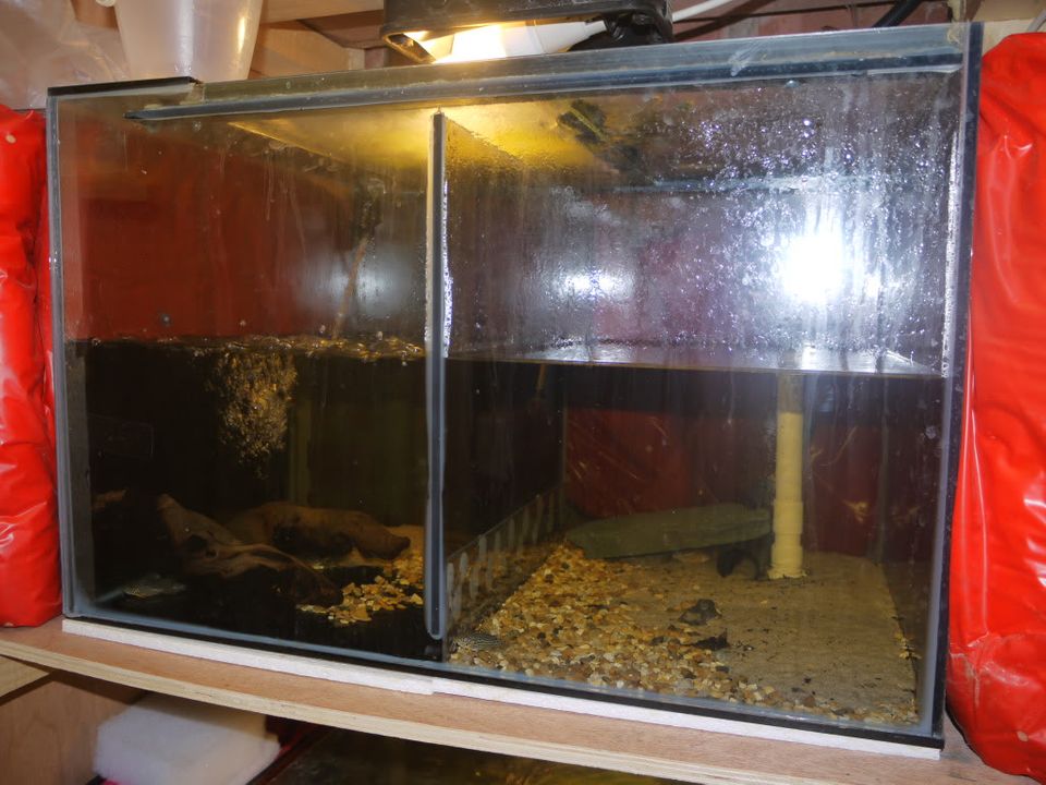 For sale breeding setup 001-7