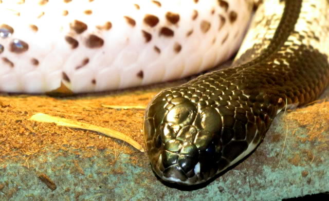 Indochinese Spitting Cobra Clutch Siamensisfemale