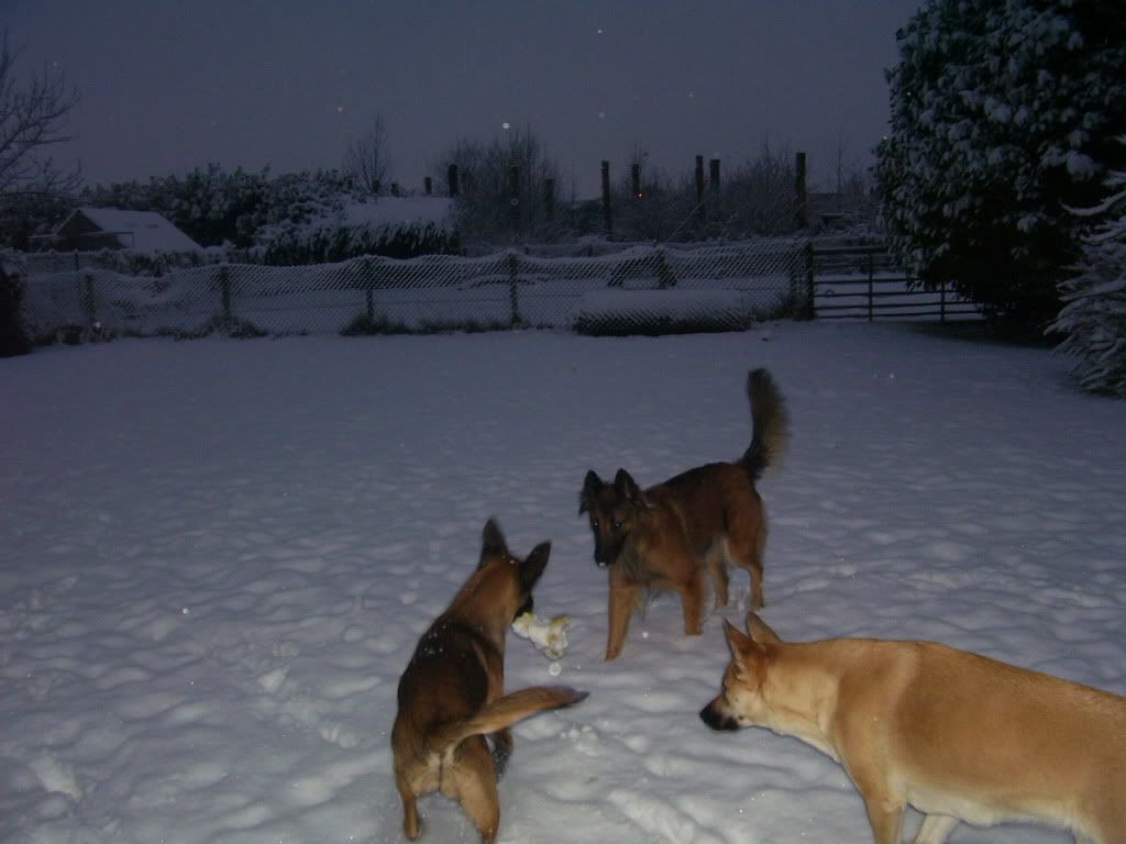 onze hondjes in de sneeuw 001-8