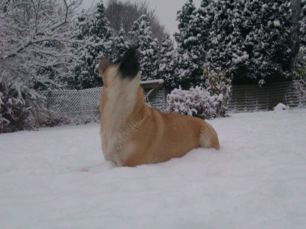 onze hondjes in de sneeuw 012-7