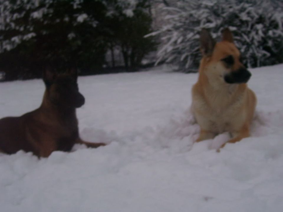 onze hondjes in de sneeuw 014-3