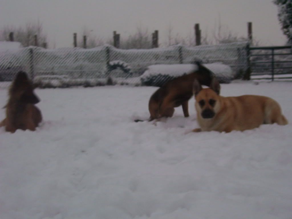 onze hondjes in de sneeuw 017-3