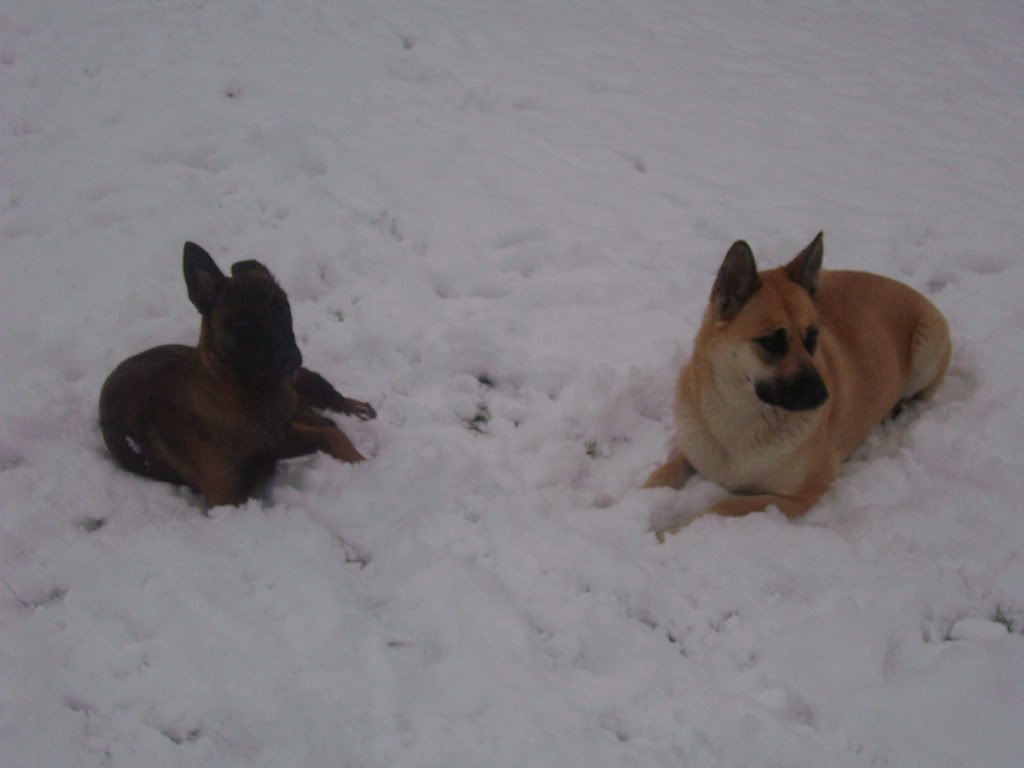 onze hondjes in de sneeuw 018-2