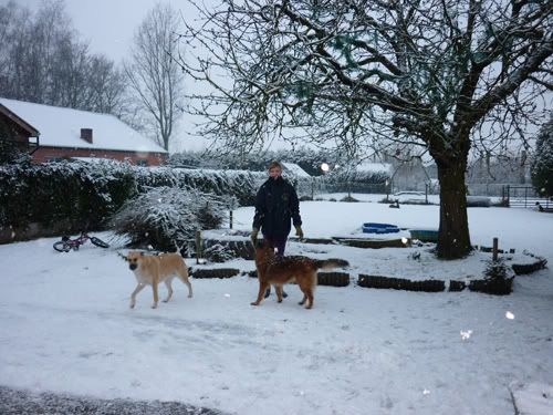 nog eens wat fotootjes van de hondjes Foto4