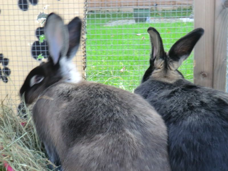 Katie & her Daughter Koko 22-4-11064