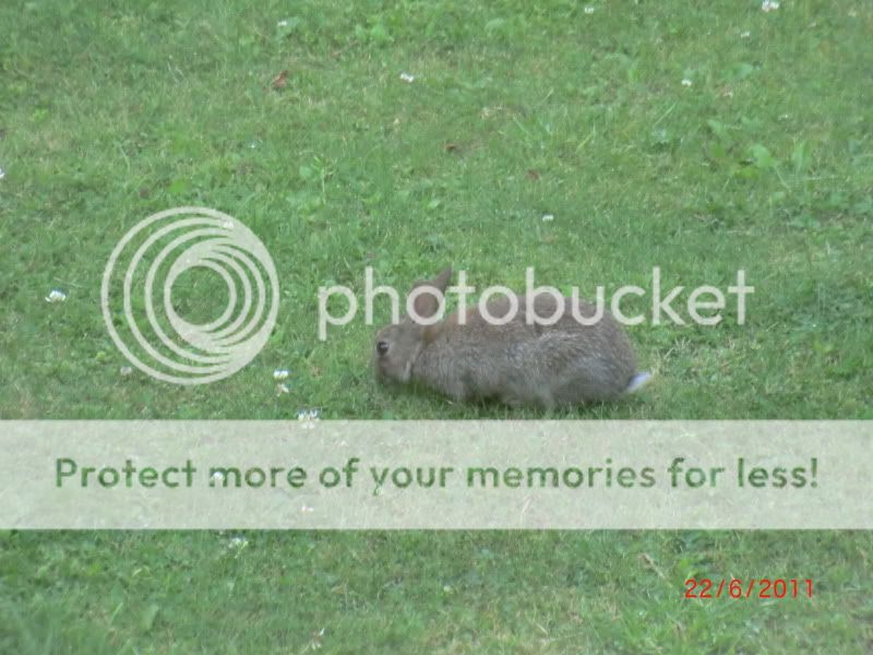 Our Wild baby bunny in our front Garden. 22-6-11004