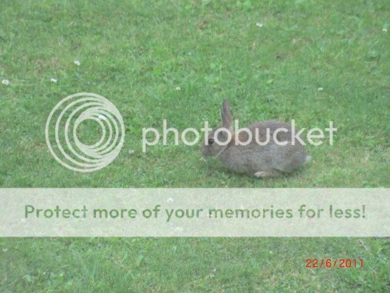 Our Wild baby bunny in our front Garden. 22-6-11006