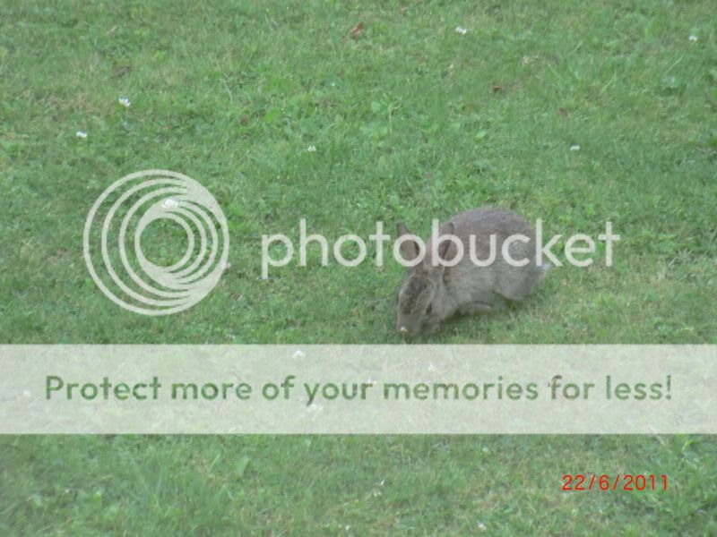 Our Wild baby bunny in our front Garden. 22-6-11007