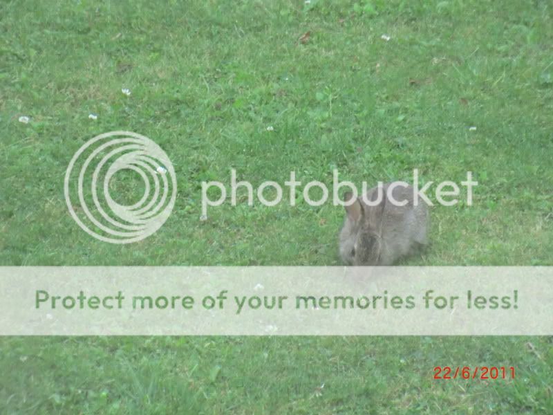 Our Wild baby bunny in our front Garden. 22-6-11008