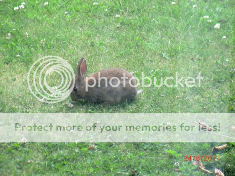  Tiny Tim the Wild Bunny. 23-6-11004