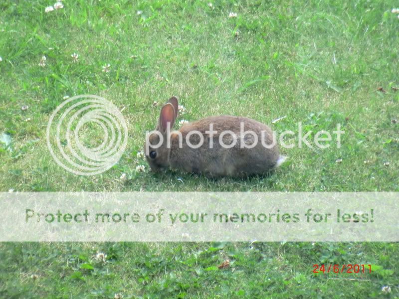  Tiny Tim the Wild Bunny. 23-6-11005