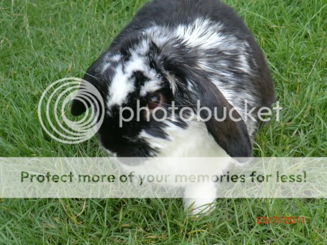 Pud enjoying the Garden. 23-7-11022