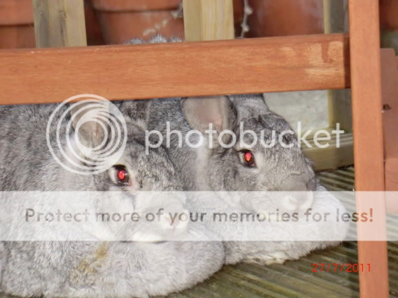 Ruby & Charlie the Chinchilla buns in the Garden Thursday. 28-7-11015