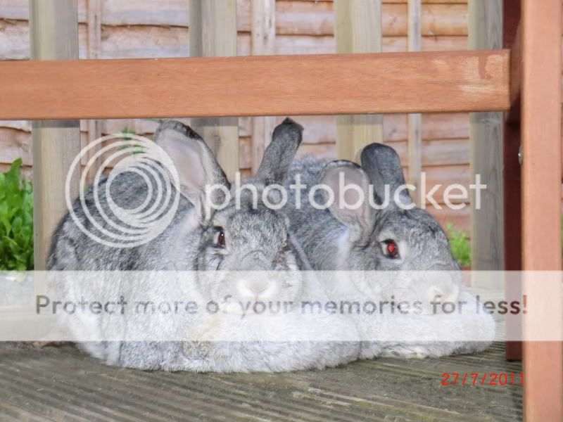 Ruby & Charlie the Chinchilla buns in the Garden Thursday. 28-7-11016