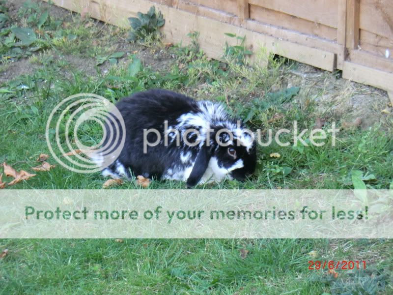  Pud in the Garden today (Wednesday) 29-6-11001