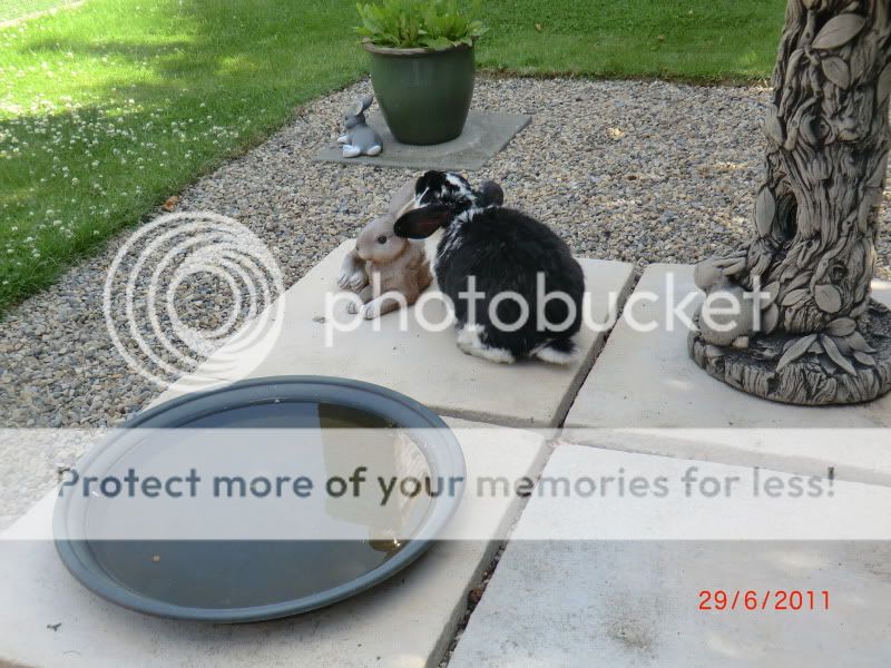  Pud in the Garden today (Wednesday) 29-6-11008