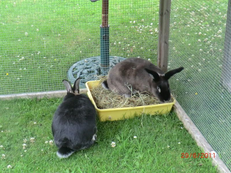 Katie & Koko in the Garden (Wednesday) 29-6-11056