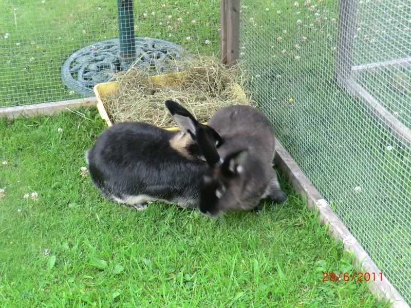 Katie & Koko in the Garden (Wednesday) 29-6-11057