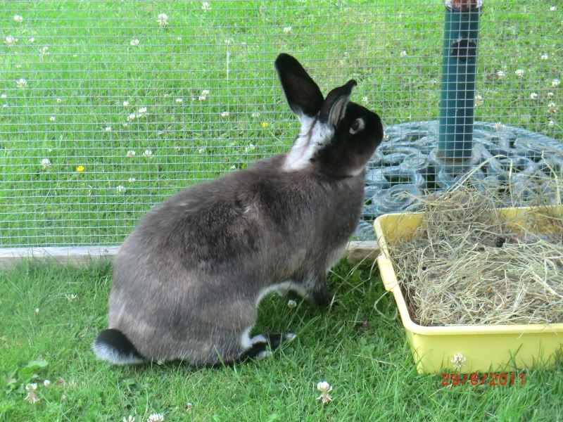 Katie & Koko in the Garden (Wednesday) 29-6-11060