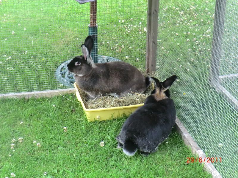 Katie & Koko in the Garden (Wednesday) 29-6-11061