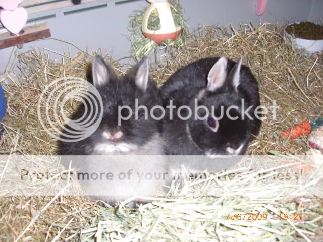 More Snuggling photos of Helen & Baby Saint. 4-6-093