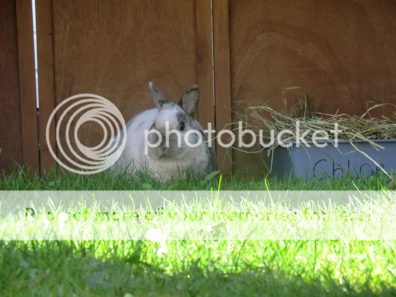 The rest of our Bunnies. 7-4-11012