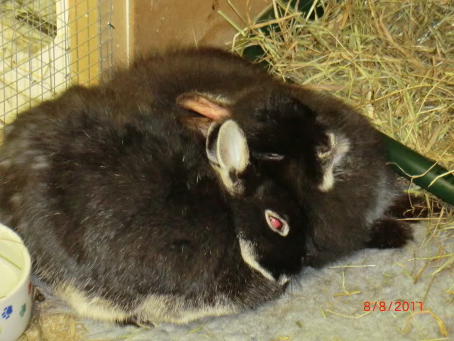 More Snuggling photos of Helen & Baby Saint. 8-8-11002