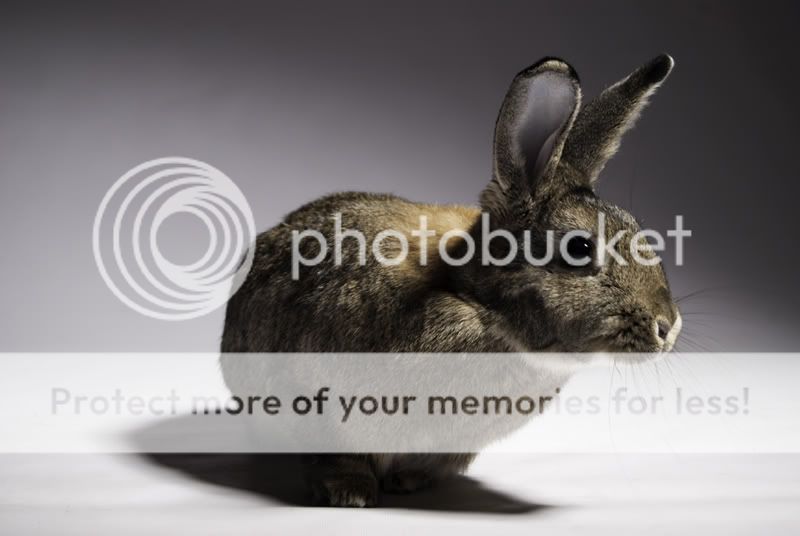 The rest of our Bunnies. BigPhotoofTia-1