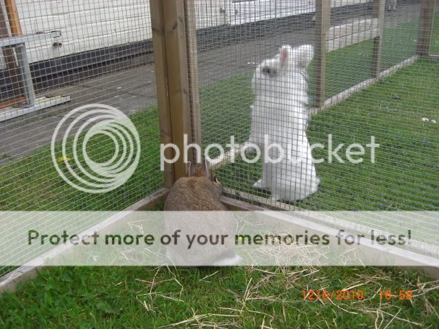 Periscoping Parsley.   12-6-103