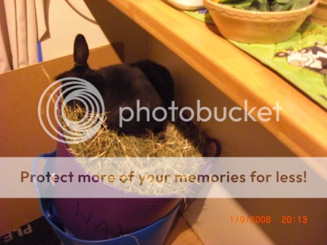 What is it with tub buckets and Rabbits ! 19084
