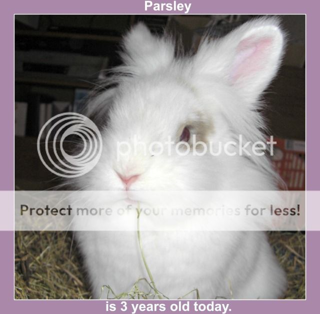 Happy 3rd Birthday Parsley 20-4-10007Parsley