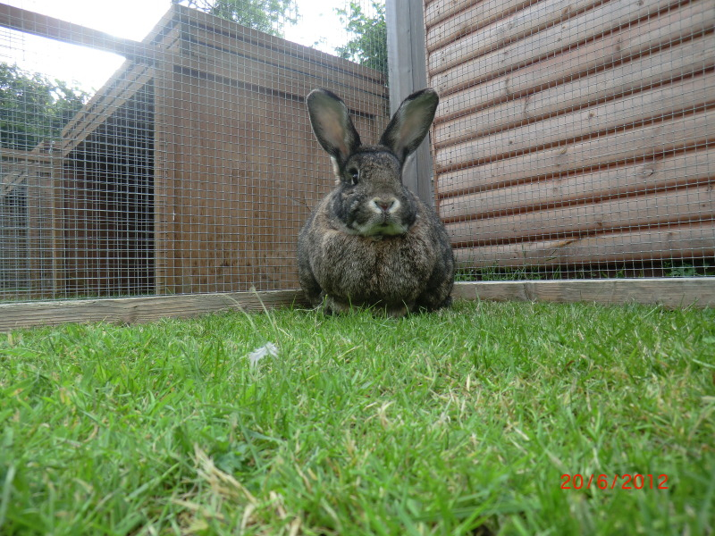 Tia in the Garden today. 20-6-12028