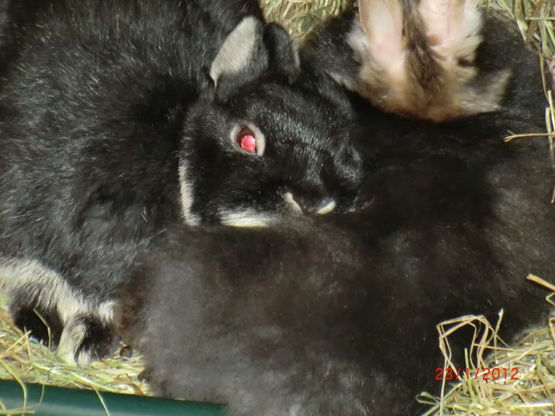 Helen & Baby Saint (more photos from this morning) 23-1-12002