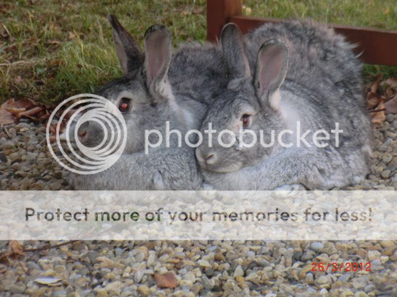 Ruby & Charlie ( The Twins) 26-3-12011