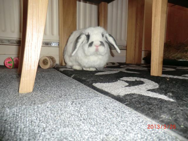 Guess who is now a kitchen bun ..... 26-3-13003