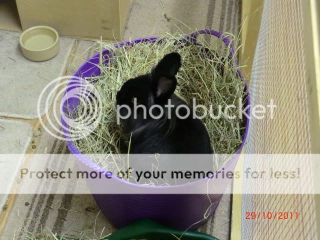 What is it with tub buckets and Rabbits ! 29-10-103