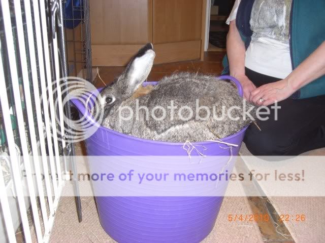 What is it with tub buckets and Rabbits ! 6-4-10