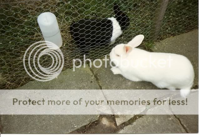 what was your first bunnies name? 7692FluffySooty2