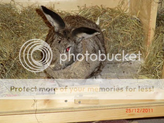 A TuckerBunny Christmas Part 2 ChristmasDay2011041