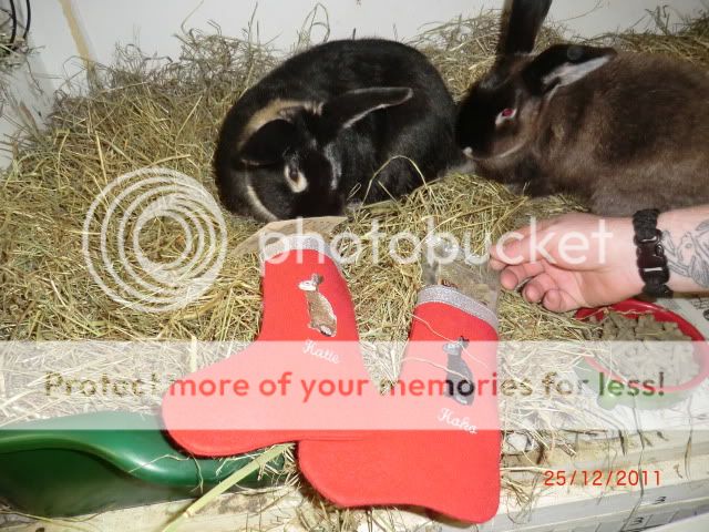 A TuckerBunny Christmas Part 2 ChristmasDay2011042