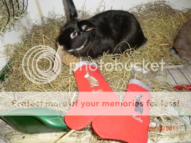 A TuckerBunny Christmas Part 2 ChristmasDay2011043