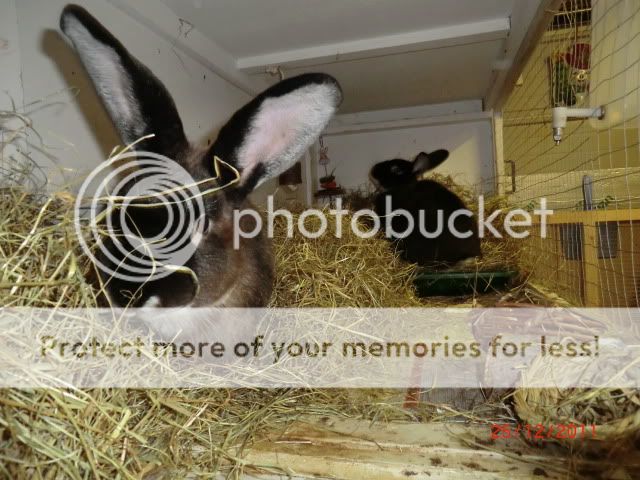 A TuckerBunny Christmas Part 2 ChristmasDay2011045