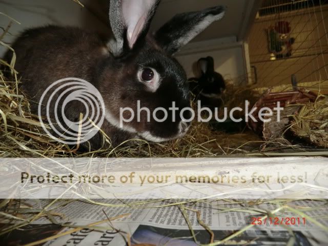 A TuckerBunny Christmas Part 2 ChristmasDay2011046