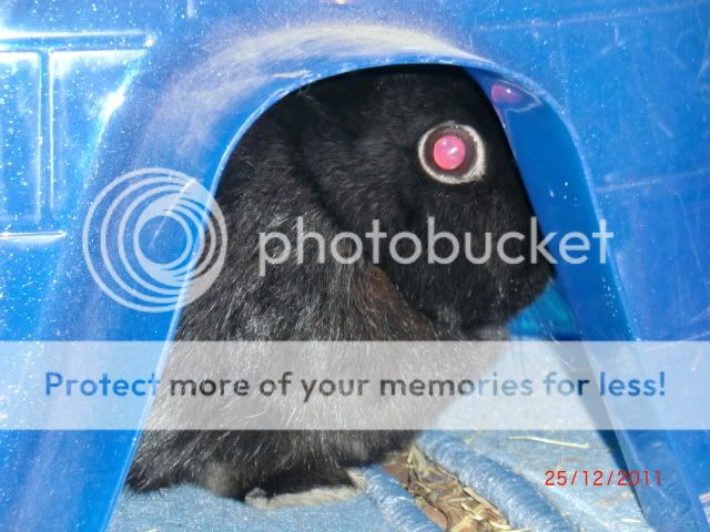 A Tuckerbunny Christmas Part 3 ChristmasDay2011073