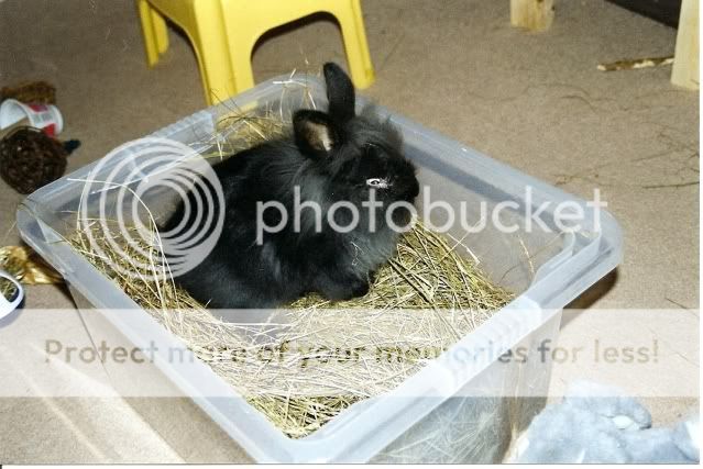 What is it with tub buckets and Rabbits ! December20043