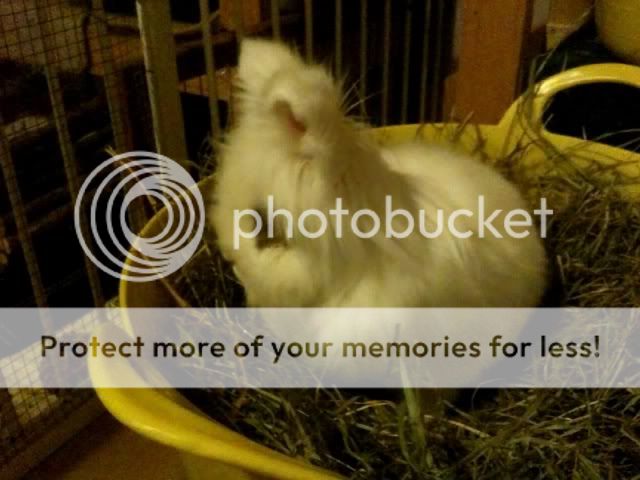 What is it with tub buckets and Rabbits ! Parsley5