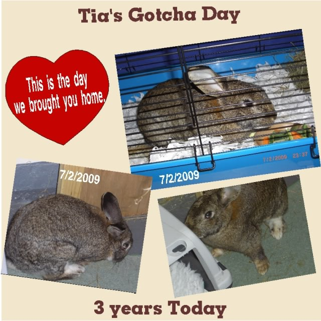 Happy Gotcha Day Tia. TiasGotchaday